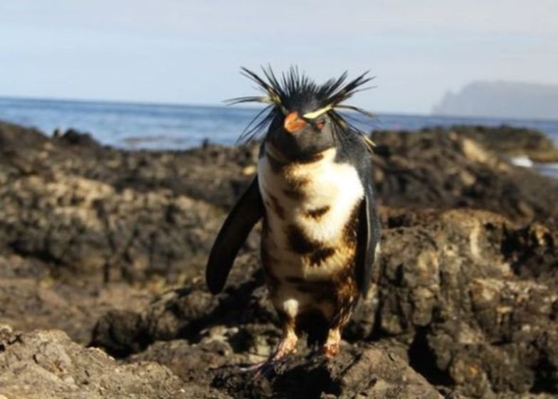 2011323գһֻմյı(northern rockhopper penguin)ӢӢʼұЭ˵һǰһһϴ϶Լ1500ȼ©õӢ˹̹-Ⱥɲ֣Ŷ20ֻ죬һռ籱һ롣ڹȥ30ĪѸ½Ȼ(IUCN)ΪΣ֡ͼƬṩAndrew Evans, National Geographic